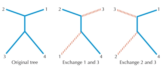 Figure 27.11 - Nearest-neighbor interchange is a method of generating alternative trees in which an internal branch in a tree is selected and then the subtrees that are connected to that branch are exchanged.