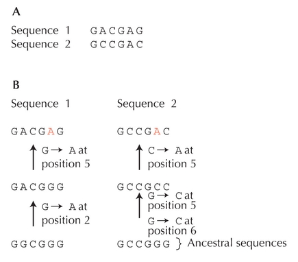 Figure 27.20 - Homoplasy in sequences.