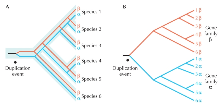 Figure 27.28 - Gene versus species tree.