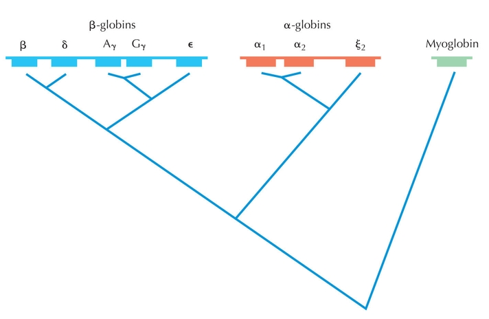 Figure 27.29 - Gene duplications during the evolution of the human globin gene families.