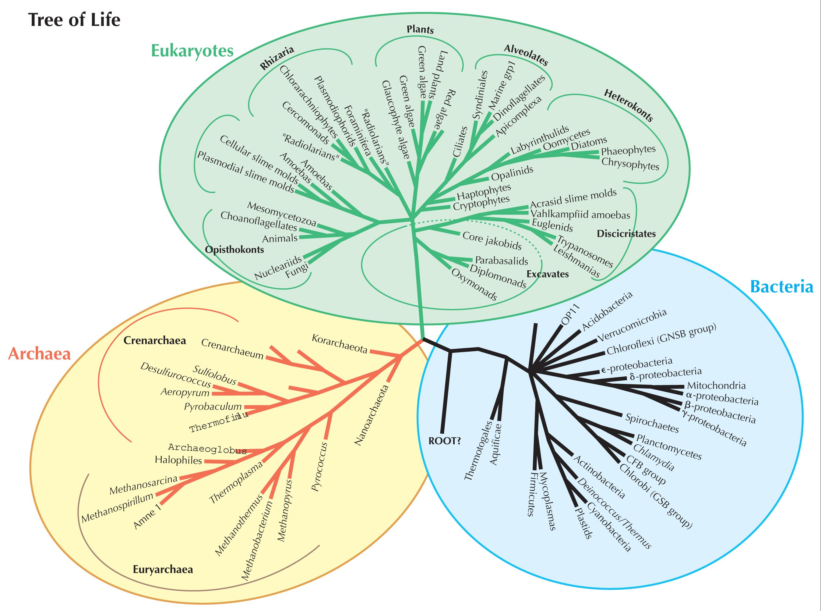 Twisted Tree Of Life Award 2 Science Friday On The Five Kingdoms Jonathan Eisen S Lab