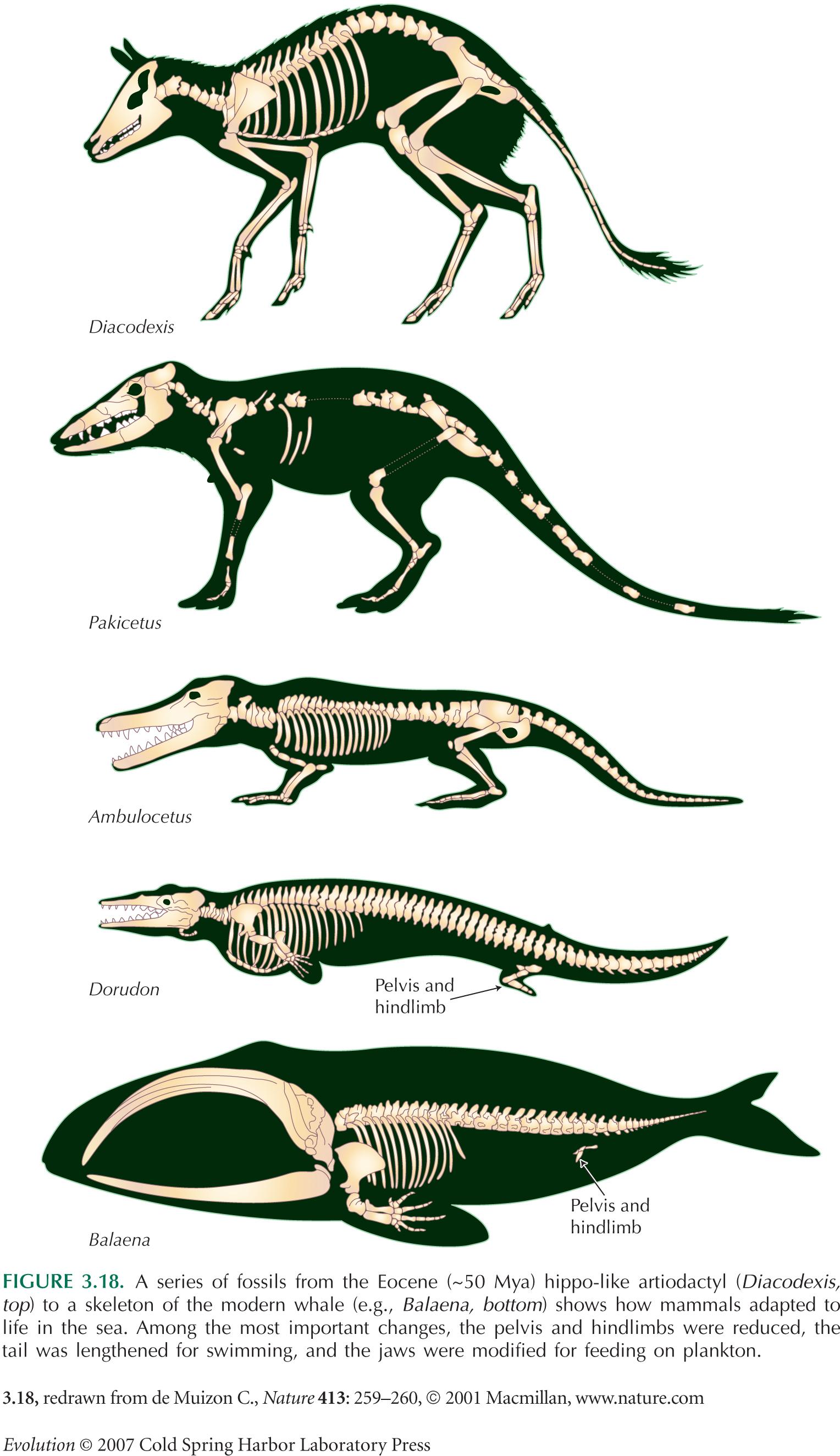 Evolution Figures: Chapter 3