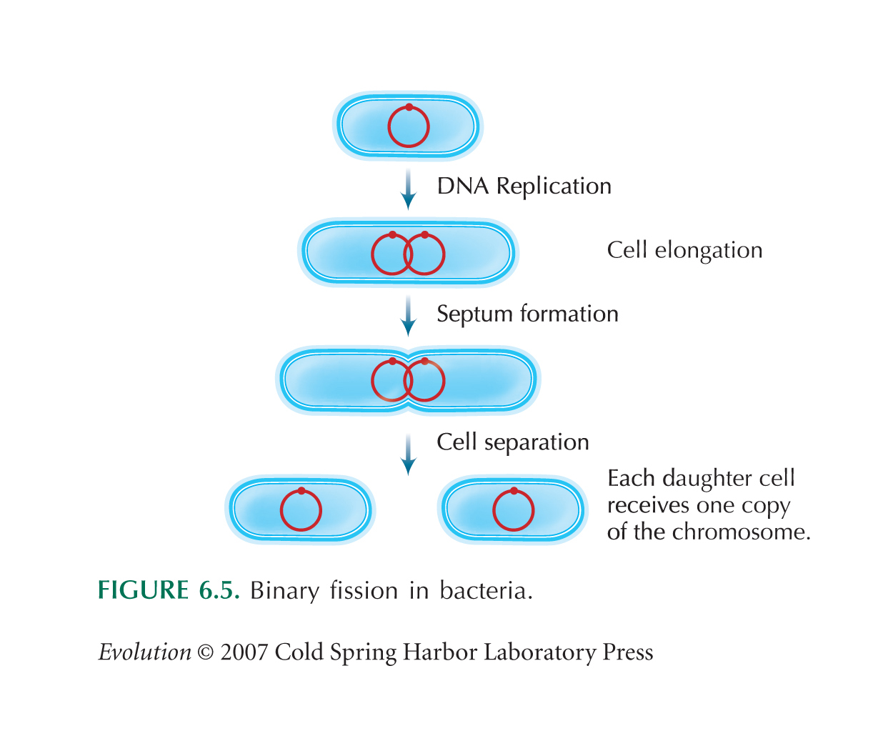 bacterial activity synonym