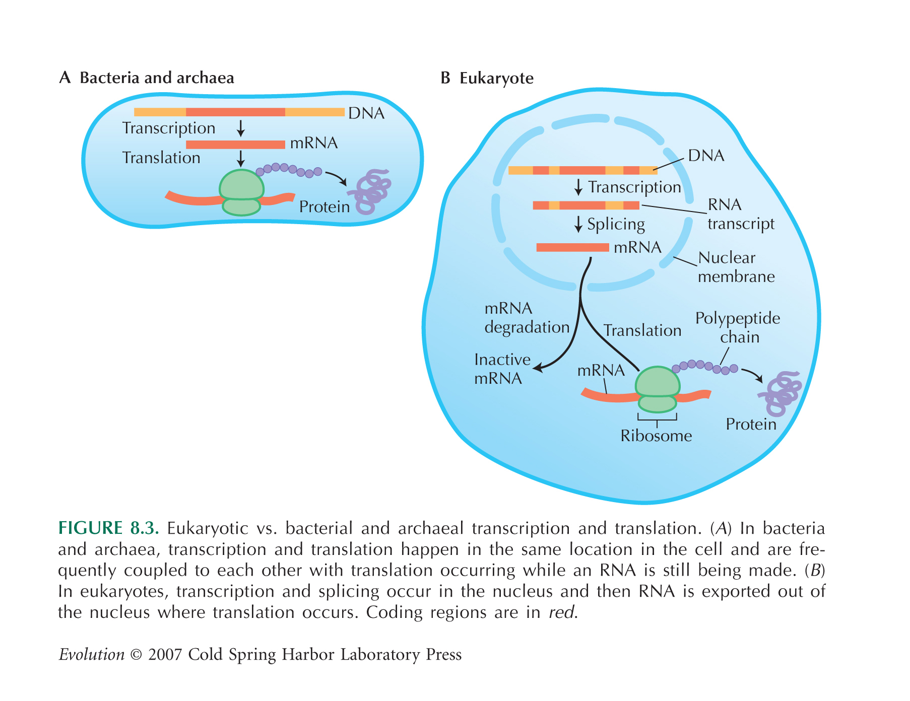 bacteria-vs-archaea