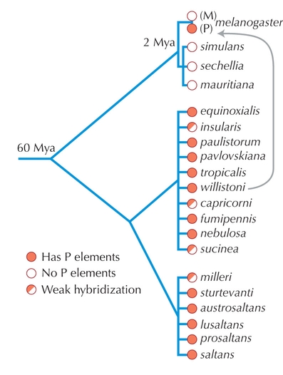 Figure WN21.2 - The P element is found in Drosophila species of the D. willistoni and D. saltans groups, and in all present-day populations of D. melanogaster.