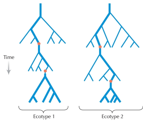 Figure WN22.3 - Genealogical patterns and ecotypes correspond.