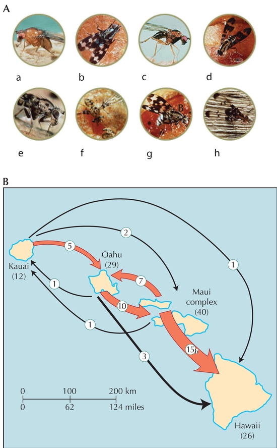 Figure WN22.8 - (A) The Drosophila of the Hawaiian islands have radiated into >700 species, with diverse morphology and ecology: (a) Drosophila primaeva; (b) Drosophila pullipes; (c) Drosophila cyrtoloma; (d) Drosophila conspicua; (e) Drosophila crugigera; (f) Drosophila heteroneura; (g) Drosophila grimshawi; (g) Drosophila silvestris.