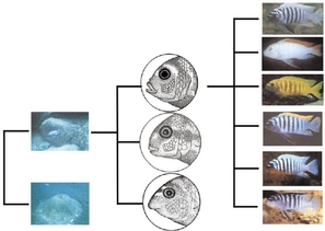 Figure WN22.11 - A summary of the phylogeny of the Lake Malawi cichlids.