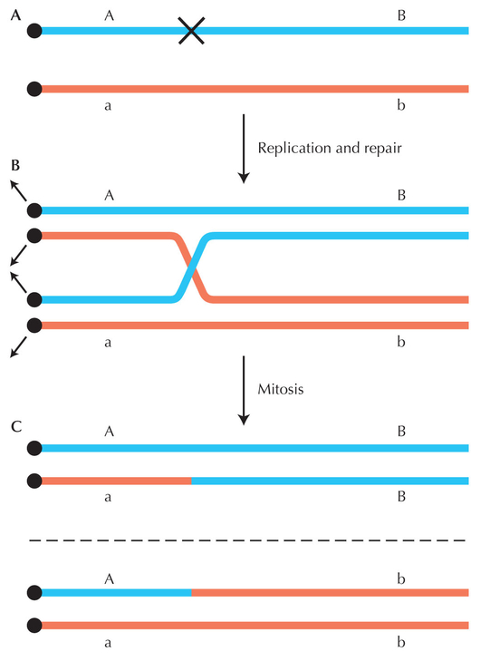 Figure WN23.7 - Repair of double-stranded damage may lead to a somatic crossover, which then causes homozygosity of the region of chromosome distal to the centromere.