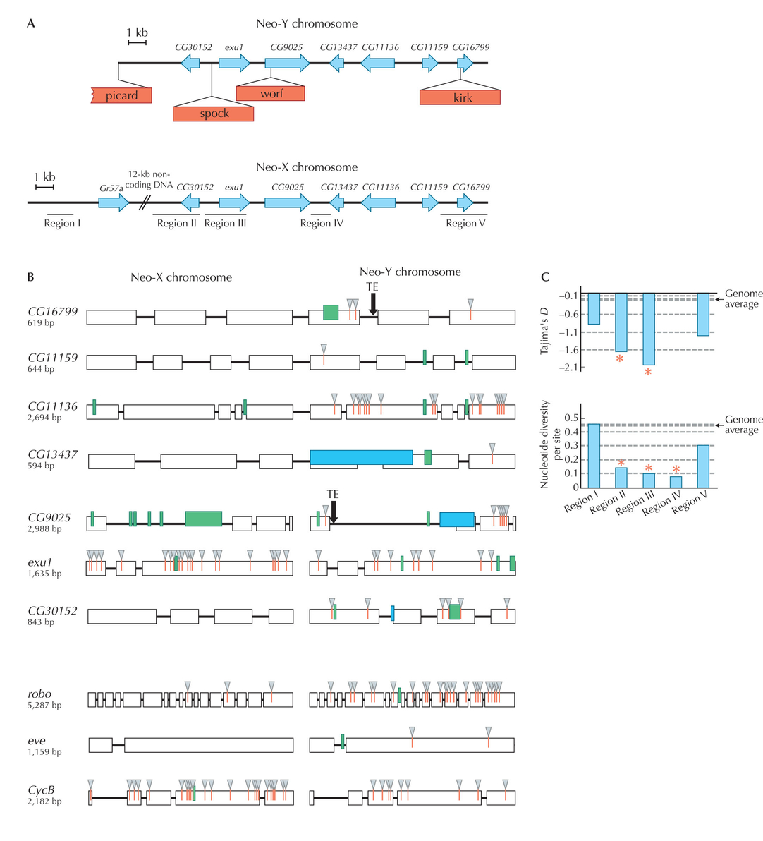 Figure WN23.10 - Degeneration of a newly formed Y chromosome in Drosophila miranda.