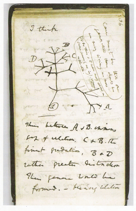 Figure 27.0 - Darwin “I think” tree.