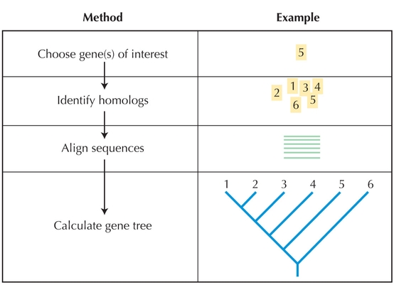 Figure 27.1 - Steps in the construction of gene phylogenies.