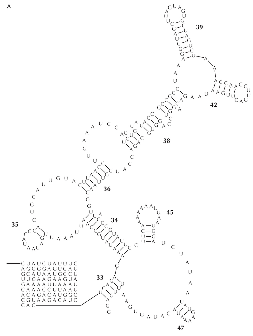 Figure 27.8A - rRNA structural alignment.