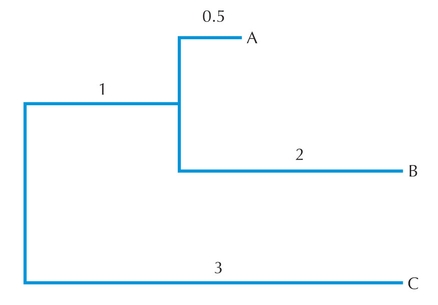 Figure 27.17 - Tree in which rate of evolution is not the same in all branches.