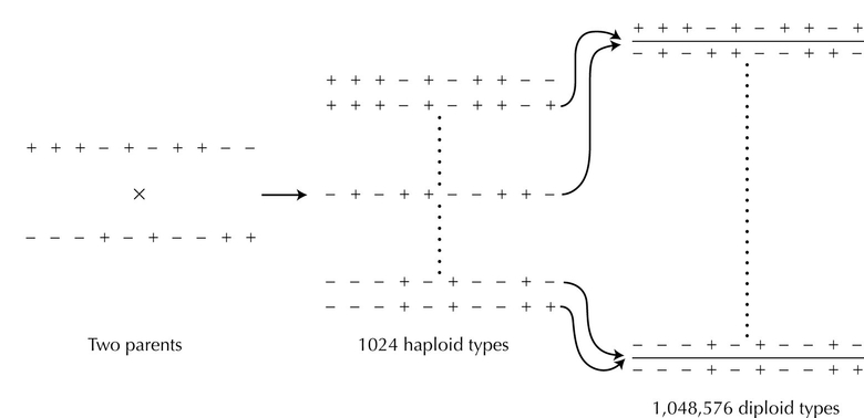 Figure 28.3 - With sexual reproduction, a mating between two types that differ at ten genes can produce 210 = 1024 different haploid types and 220 = 1,048,576 different diploid genotypes.