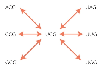 Figure WN18.2 - The six ways in which UCG (coding for serine) can mutate so as to code for a different amino acid.
