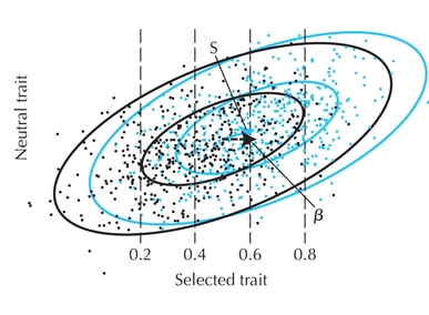 Figure WN19.1 - Effect of selection on a correlated trait.
