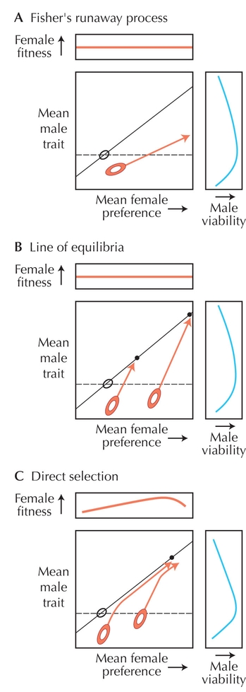 Figure WN20.10 - Models for the evolution of female preference.