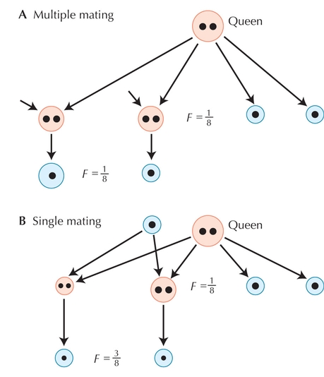 Figure WN21.10 - (A) When a queen mates many times, her daughters (the female workers) are more closely related to her sons (F = 1/4) than they are to other workers’ sons (F = 1/8).