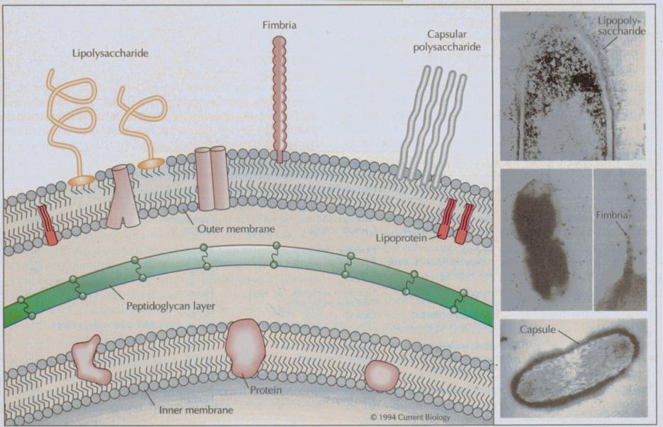 Figure WN23.2 - The drawing represents a cross section through the inner and outer membranes of the Haemophilus influenzae cell wall.
