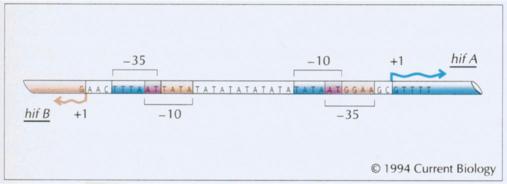 Figure WN23.3 - Nucleotide sequence of the intergenic region between the H. influenzae piliation genes hifA and hifB.